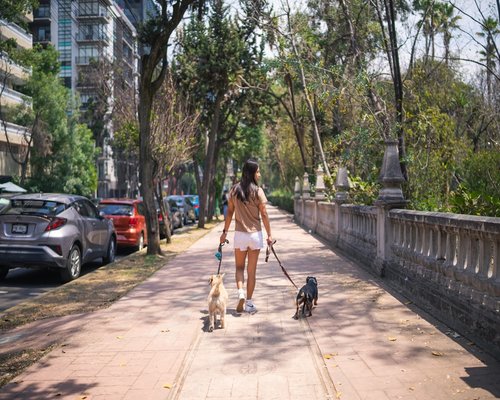 Mujer joven caminando tranquilamente por una calle arbolada en la Ciudad de México